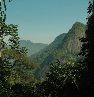 Guide complet : voyage initiatique spirituel au cœur des constellations familiales